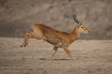 Male puku with catchlight races over sand