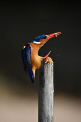 Malachite kingfisher leans forward landing on post