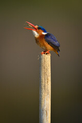 Malachite kingfisher tossing insect on bamboo post