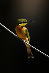 Little bee-eater turns head on diagonal wire