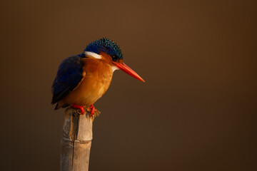 Malachite kingfisher on post in golden light