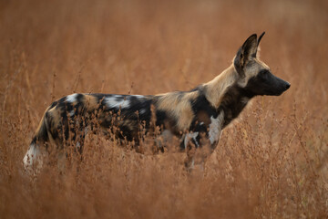 Fototapeta premium African wild dog stands surrounded by bushes