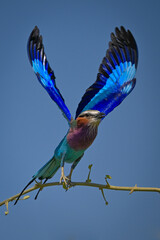 Lilac-breasted roller takes off from slim branch