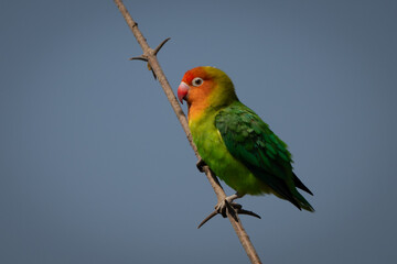 Lilian lovebird in profile on diagonal branch