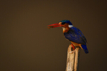 Malachite kingfisher on wood post holding grub