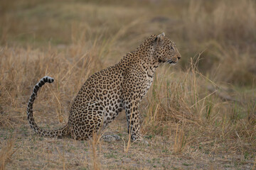 Male leopard sits in grass curling tail