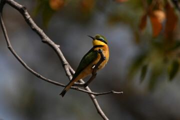 Little bee-eater turns head on thin twig