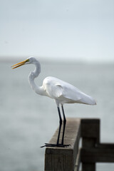 Graceful Egret Perched on a Wooden Beam in Mid-Song