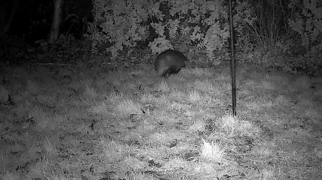 Badger  waling  off  in the  the  bushes 
