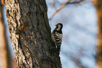 Fototapeta premium lesser spotted woodpecker on tree