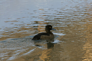 tufted duck on the water