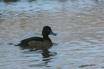 tufted duck on the water