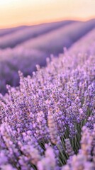 Obraz premium A vibrant field of lavender under a glowing sunset with soft golden light and vivid purples blending for a dreamy background wallpaper 