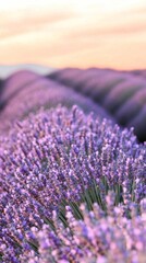 Obraz premium A vibrant field of lavender under a glowing sunset with soft golden light and vivid purples blending for a dreamy background wallpaper 