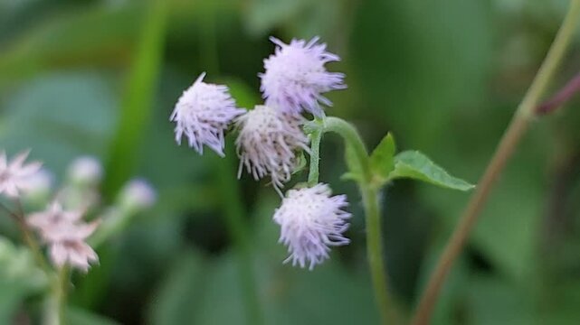 Eupatorium odoratum plant with green and brown leaves. Small white flowers are at the top of the stem. This plant is often considered a weed.