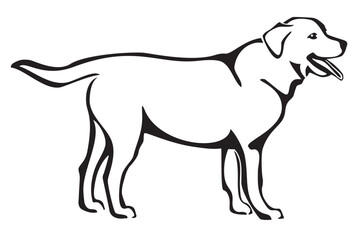 Labrador Retriever Purebred Dog Standing in Side View Line Art Illustration