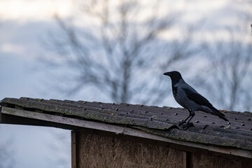 crow sitting on a roof