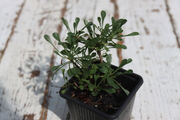 bylina okrywowa Kulnik sercolistny Globularia cordifolia