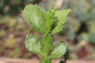 opuntia brazylijska płaski kaktus
