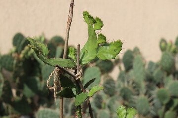 Opuncja brazylijska Brasiliopuntia kaktus płaski opuntia