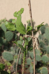 Opuncja brazylijska Brasiliopuntia kaktus płaski opuntia