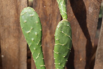 Opuntia zebrina cv. Reticulata kaktus opuncja