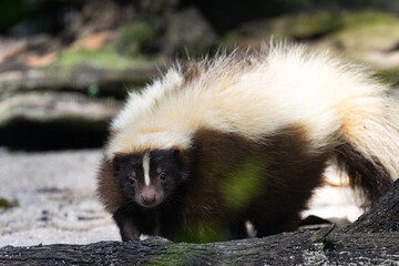 Close up Portrait of a Striped Skunk under the sun in Taiping Zoo