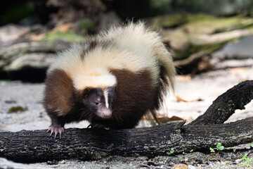 Close up Portrait of a Striped Skunk under the sun in Taiping Zoo