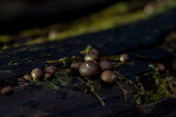 Mushrooms (slime mould Lycogala epidendrum) on an old stump