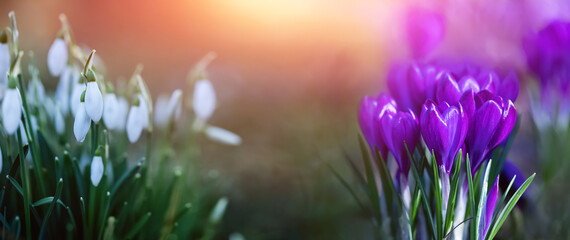 polanka z leśnych kwiatów, przebiśniegi, krokusy, snowdrops, crocuses	