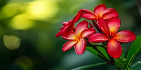 Gardinen Close up of vibrant red plumeria flowers captured outdoors, showcasing the beauty and detail of red plumeria in a natural setting with lush greenery enhancing the vibrant red plumeria hues. © Levan