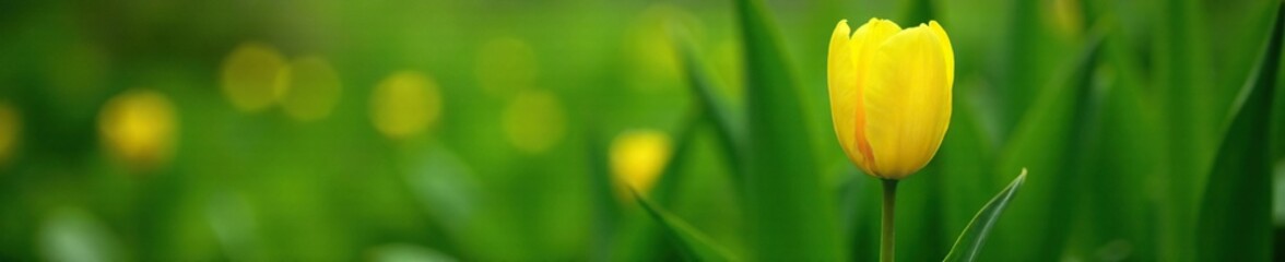 Tall yellow tulip among green foliage backdrop, flowers, green leaves