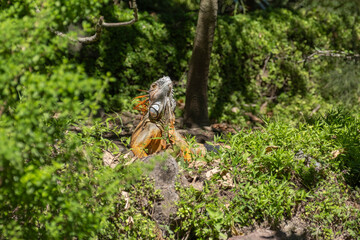 Closeup macro photo of sunbathing large iguana in its natural habitat. Selective focus, blurred natural green background. San Salvador botanical garden.