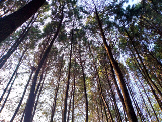Naklejka premium View of the pine forests in Indonesia.