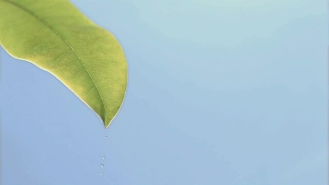 Raindrops Gently Falling on a Leaf Close-Up Video
