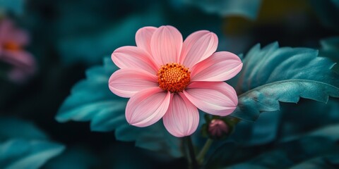 Delicate pink flower blooming in nature, showcasing the vibrant hues of a pink flower against a lush background, inviting appreciation for the beauty of a pink flower in its natural habitat.