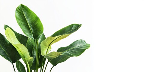 Fototapeta premium Image of a vibrant green plant featuring large leaves set against a clean white background, highlighting the beauty of the green plant and its striking foliage. Perfect for nature enthusiasts.