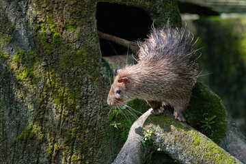 Naklejka premium Close up Portrait of a cute Brush-tailed Porcupine in Taiping Zoo