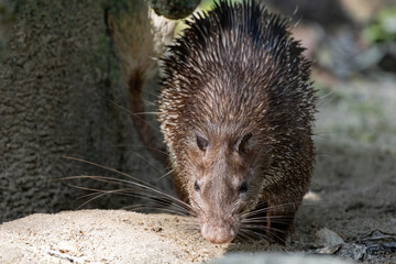 Close up Portrait of a cute Brush-tailed Porcupine in Taiping Zoo