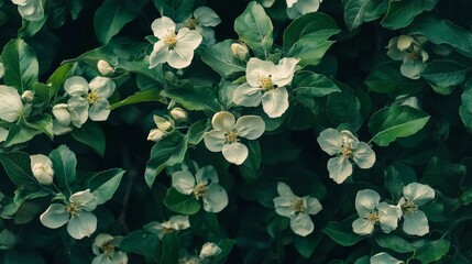 Mukda apple tree surrounded by wild flowers showcases vibrant green leaves and delicate white flowers, creating a stunning display of beautiful nature with flowers enriching the scene.