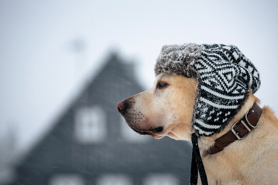 Funny portrait of dog wearing cap in snowy rural landscape. Cute labrador retriever in snowfall..