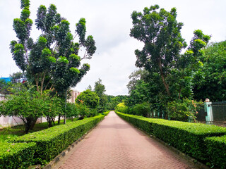A straight road flanked on the right and left by medium green plants.