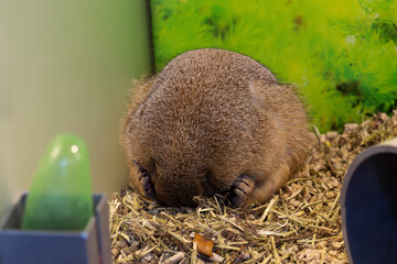 Cute and Nervous Prairie Dog pet in a cage pen