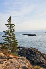 Evergreen stands on rock New England shoreline. There's a rocky island in the ocean ahead, and the water is calm and blue.