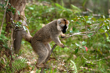 Lémur à front roux, lémurien,  Eulemur rufus, Eulemur rufifrons, Madagascar