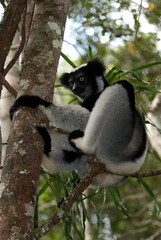 Lemur indri, Indri indri, Madagascar