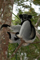 Obraz premium Lemur indri, Indri indri, Madagascar