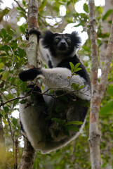 Lemur indri, Indri indri, Madagascar