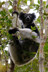 Lemur indri, Indri indri, Madagascar