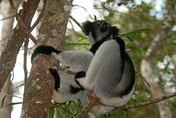 Lemur indri, Indri indri, Madagascar